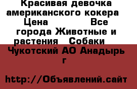Красивая девочка американского кокера › Цена ­ 35 000 - Все города Животные и растения » Собаки   . Чукотский АО,Анадырь г.